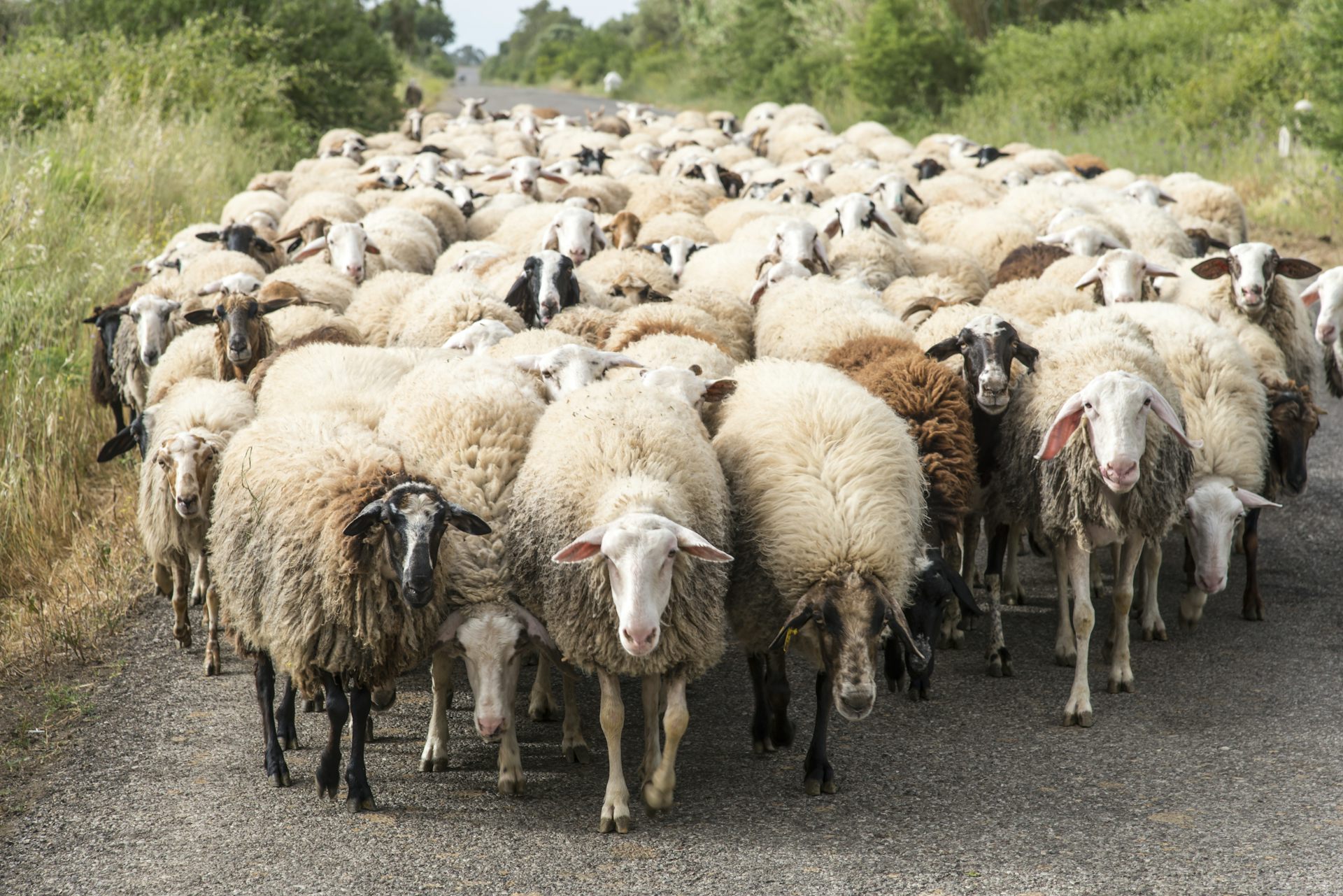 Овцы в Испании