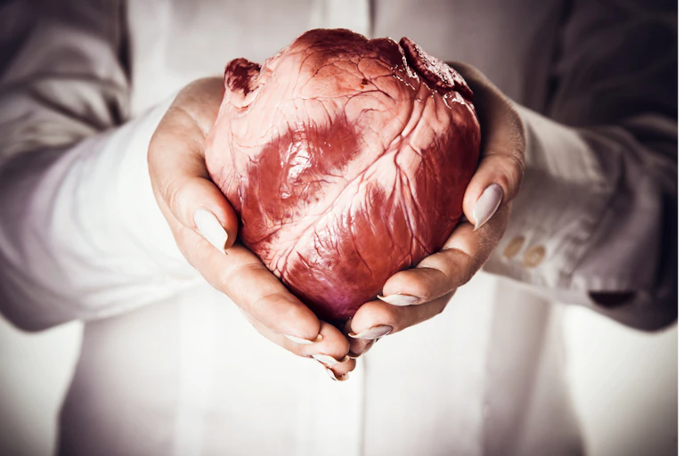 Photograph of two manicured hands holding a heart