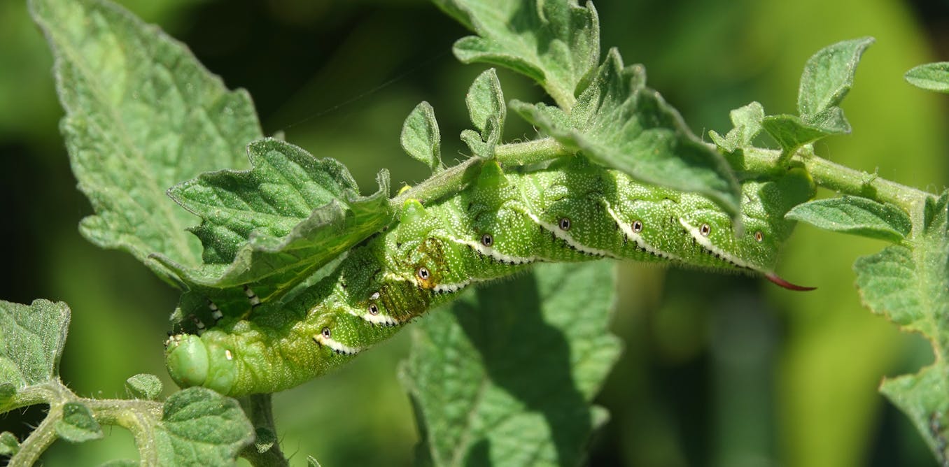 Crops could face double trouble from insects and a warming climate - The Conversation US
