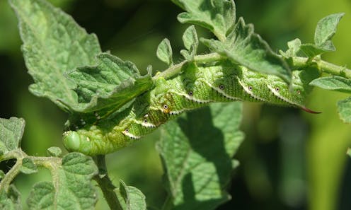 Crops could face double trouble from insects and a warming climate