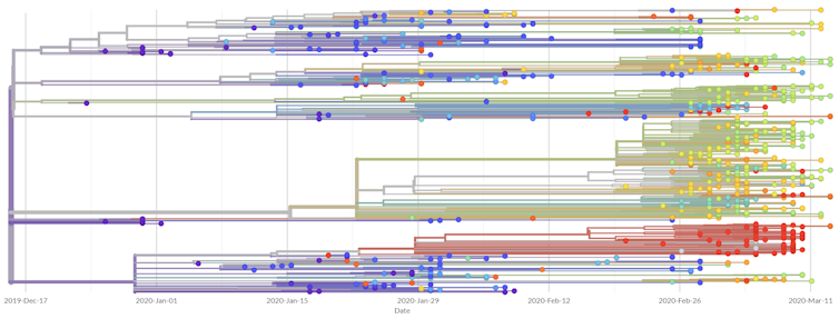 Here's how scientists are tracking the genetic evolution of COVID-19