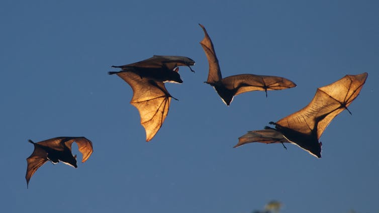 It's wrong to blame bats for the coronavirus epidemic