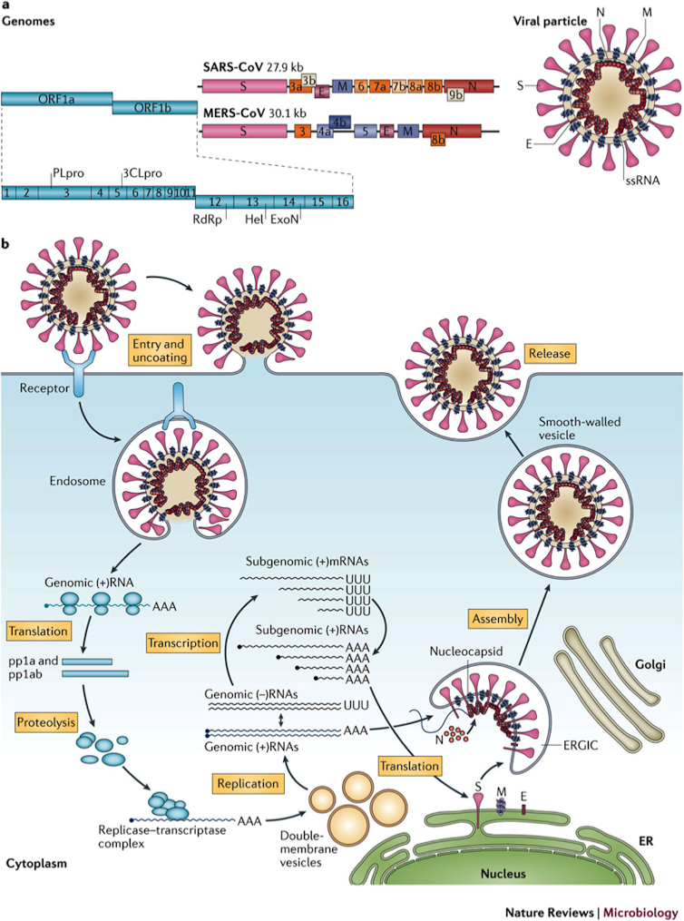 what are antiviral vaccines