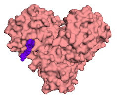 how seeing the molecular machinery of the coronavirus will help scientists design a treatment