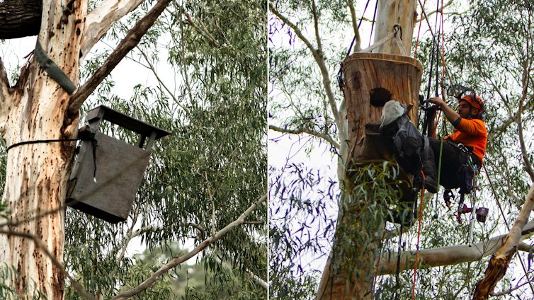 Urban owls are losing their homes. So we're 3D printing them new ones