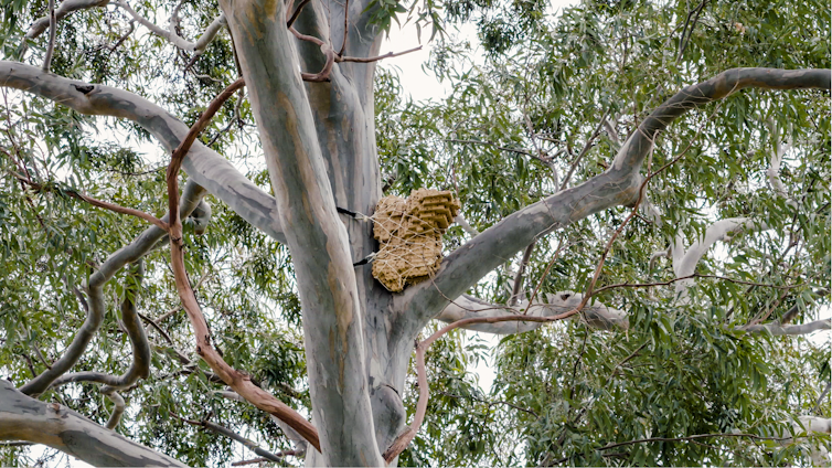 Urban owls are losing their homes. So we're 3D printing them new ones