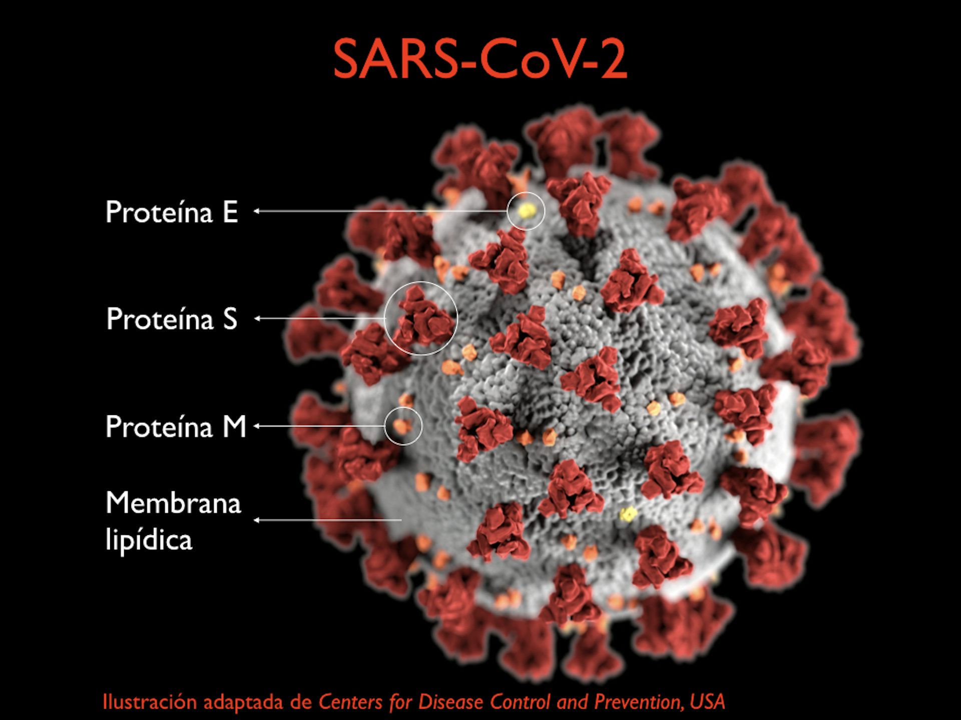 Coronavirus: Conociendo Al Enemigo