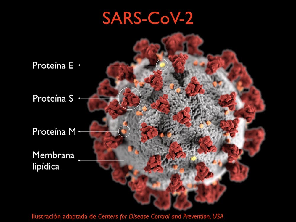 Coronavirus: conociendo al enemigo