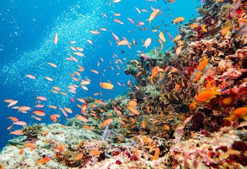 Why marine protected areas are often not where they should be