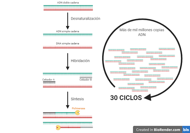 ¿Cómo se detecta si un paciente está infectado por coronavirus?