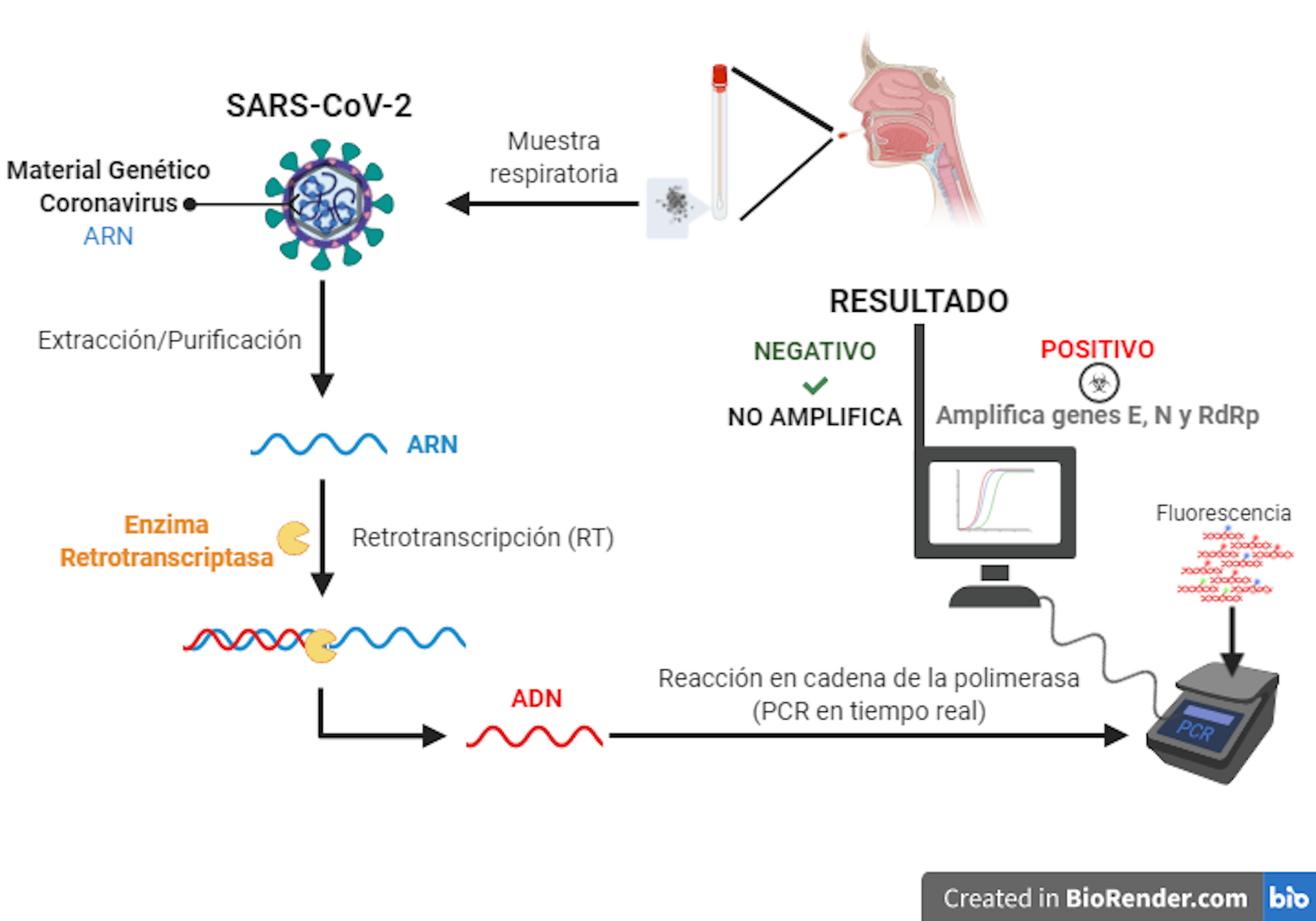 ¿Cómo Se Detecta Si Un Paciente Está Infectado Por Coronavirus?