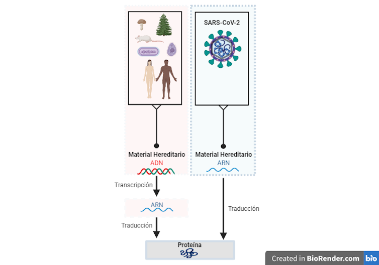 ¿Cómo se detecta si un paciente está infectado por coronavirus?