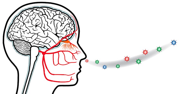 Coronavirus might cause loss of smell, or anosmia. But it probably won't be permanent