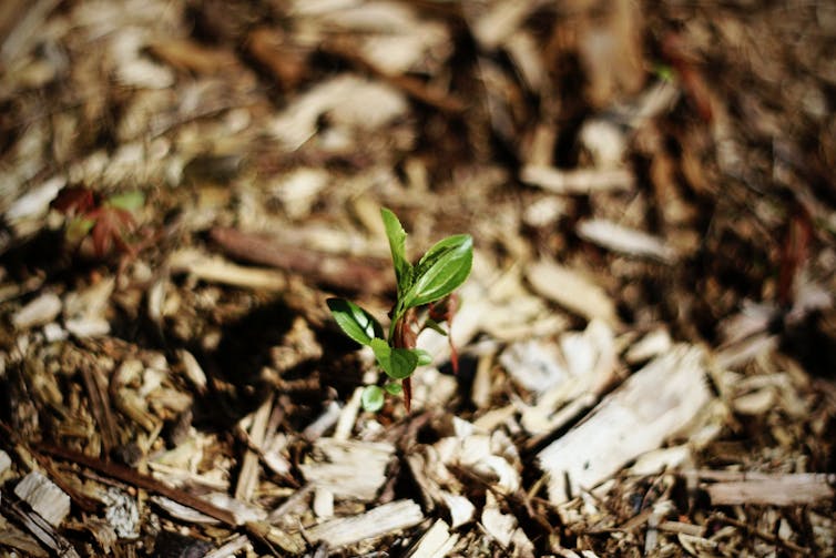 Running out of things to do in isolation? Get back in the garden with these ideas from 4 experts