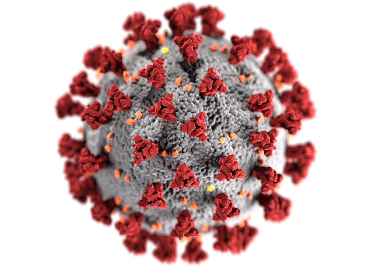 I Study Viruses How Our Team Isolated The New Coronavirus To