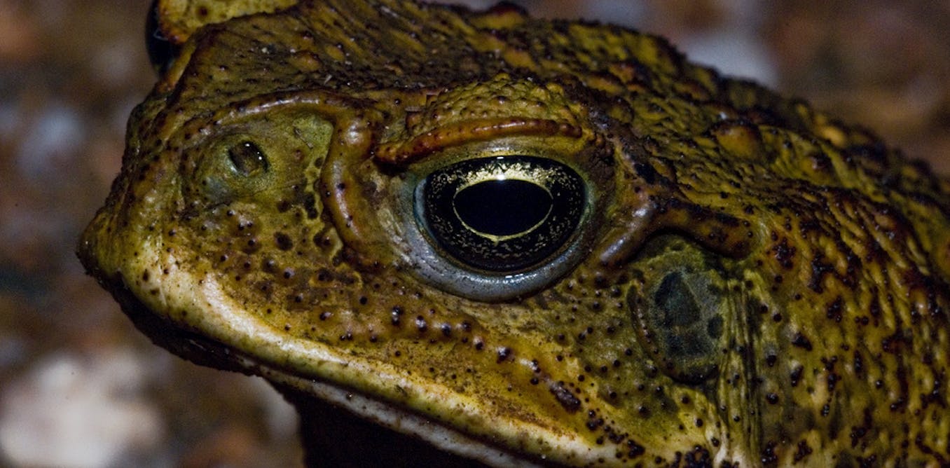Could tadpole weaponry be used against cane toads?
