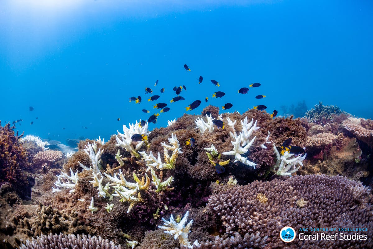 Coral cover's up, but critical risks remain in Reef recovery - Great Barrier  Reef Foundation