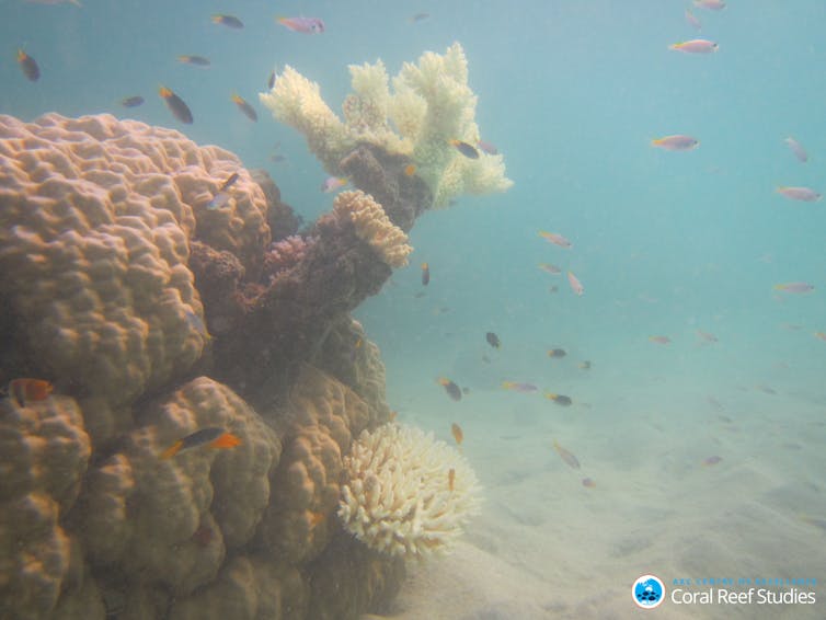 I studied what happens to reef fish after coral bleaching. What I saw still makes me nauseous