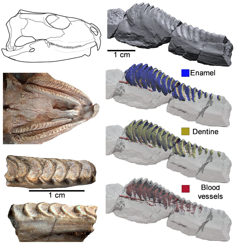 images showing the upper and lower teeth of priosphenodon