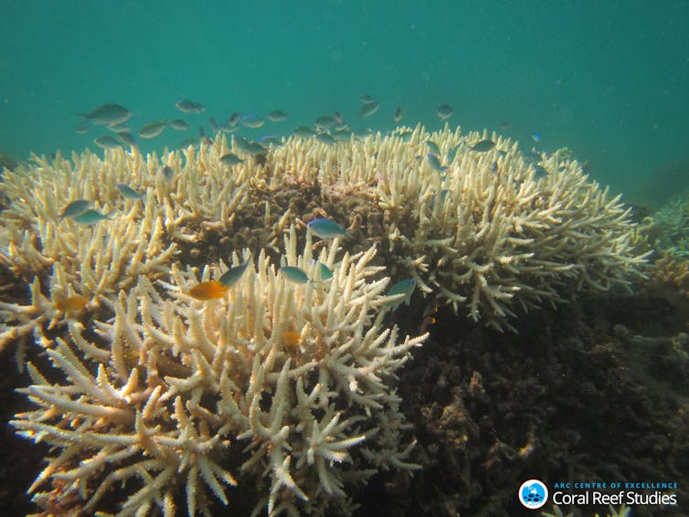 I studied what happens to reef fish after coral bleaching. What I saw still makes me nauseous