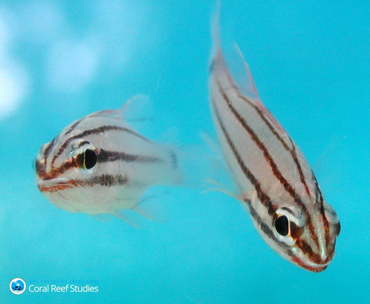 I studied what happens to reef fish after coral bleaching. What I saw still makes me nauseous