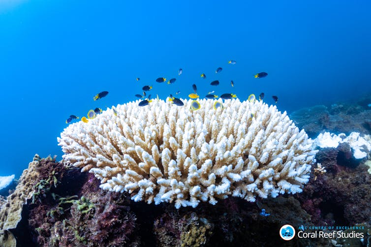 I studied what happens to reef fish after coral bleaching. What I saw still makes me nauseous