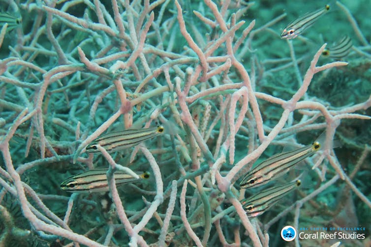 I studied what happens to reef fish after coral bleaching. What I saw still makes me nauseous