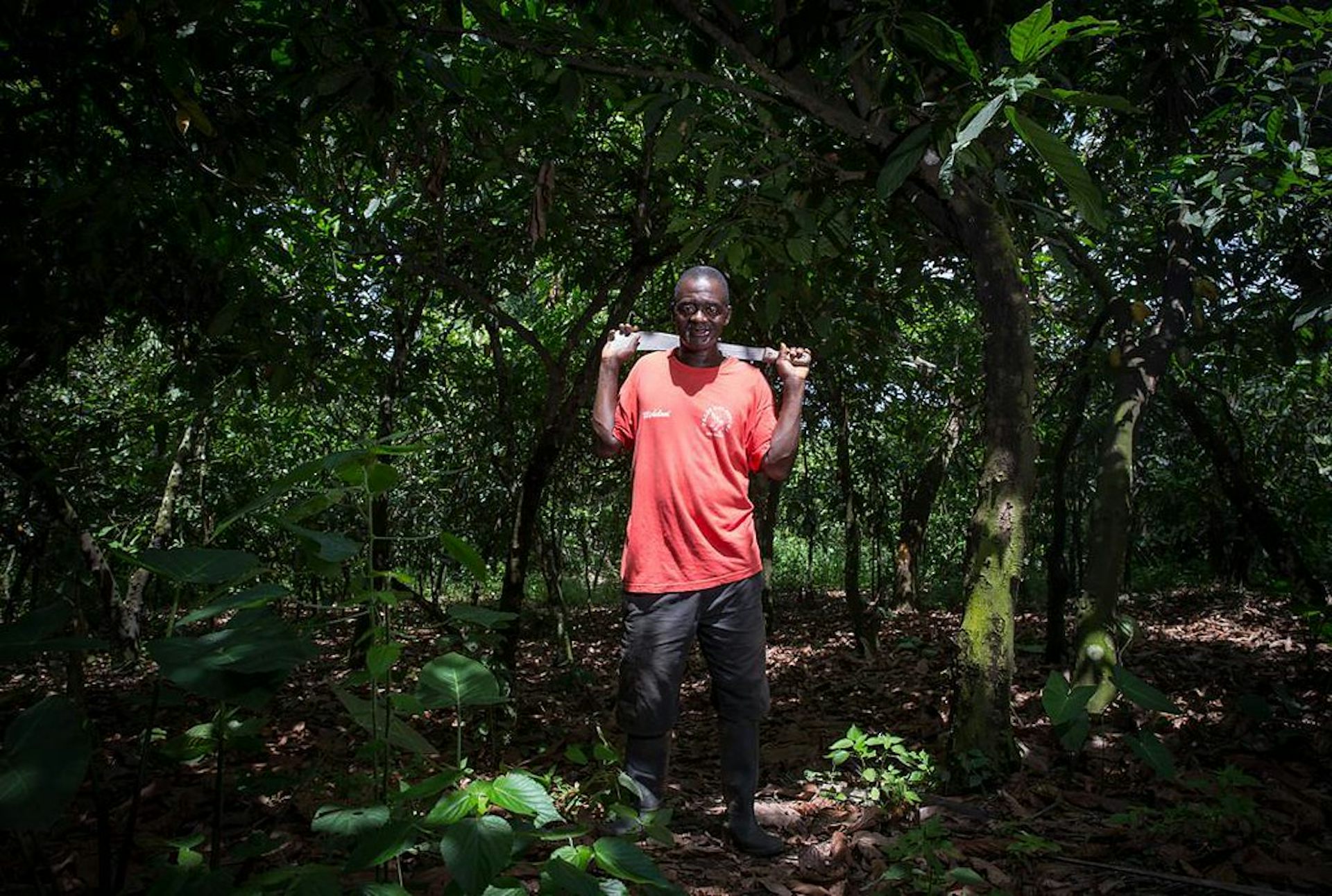Ghana’s Cocoa Production Relies on the Environment, Which Needs Better Protection