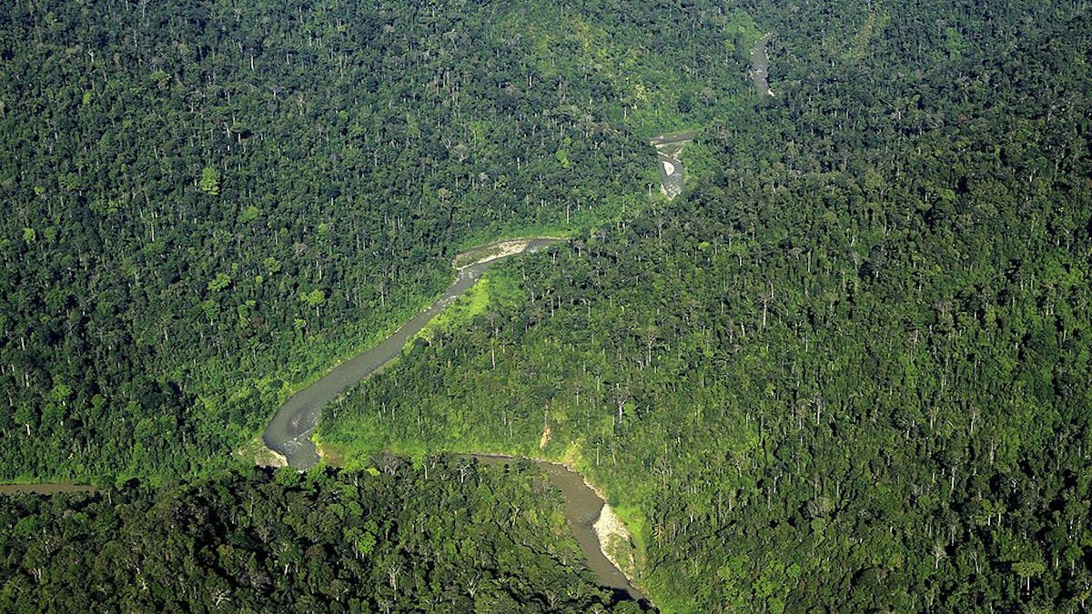 Mengapa Usaha Hutan Konservasi Di Indonesia Masih Belum Optimal