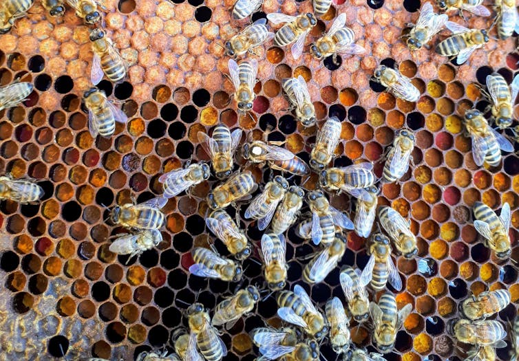 Spring signals female bees to lay the next generation of pollinators