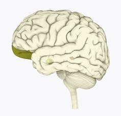 Tu cerebro evolucionó para acumular suministros y avergonzar a los otros por hacer lo mismo