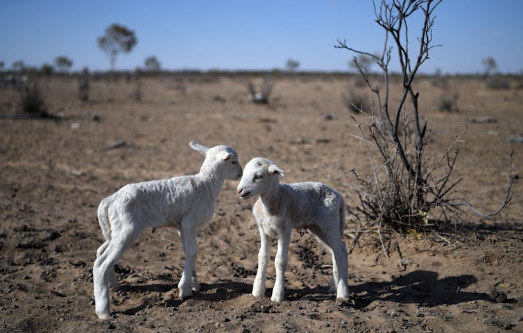 A major scorecard gives the health of Australia's environment less than 1 out of 10