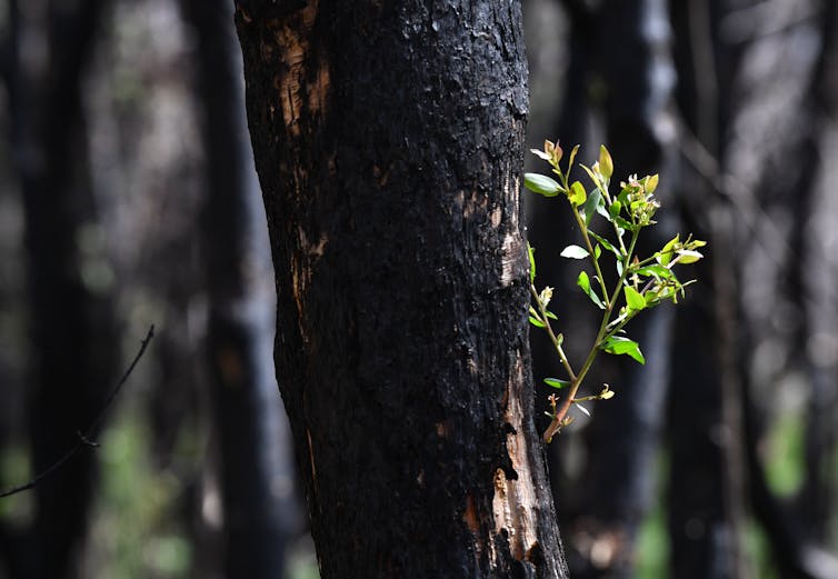 A major scorecard gives the health of Australia's environment less than 1 out of 10