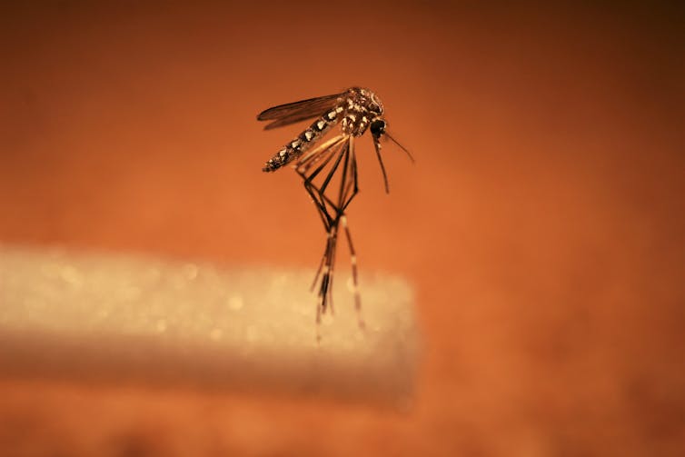 Can mosquitoes spread coronavirus?