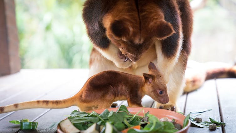 Meet Chimbu, the blue-eyed, bear-eared tree kangaroo. Your cuppa can help save his species