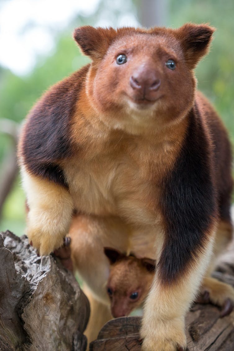 Meet Chimbu, the blue-eyed, bear-eared tree kangaroo. Your cuppa can help save his species