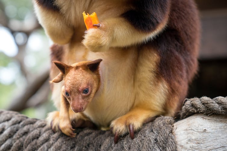 Meet Chimbu, the blue-eyed, bear-eared tree kangaroo. Your cuppa can help save his species