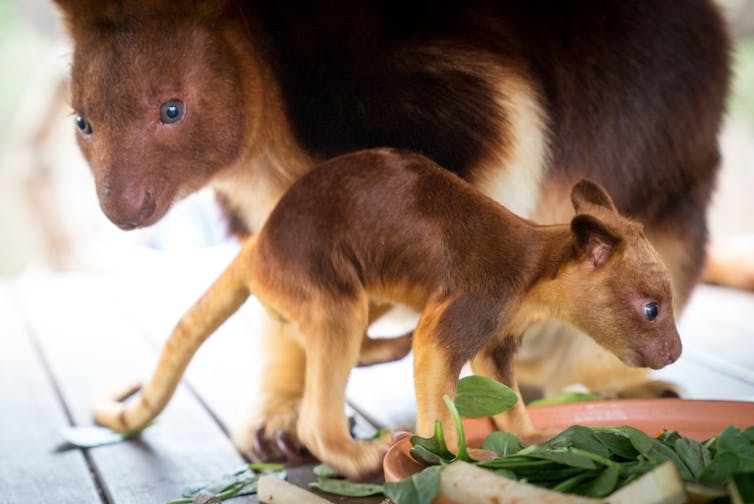 Meet Chimbu, the blue-eyed, bear-eared tree kangaroo. Your cuppa can help save his species