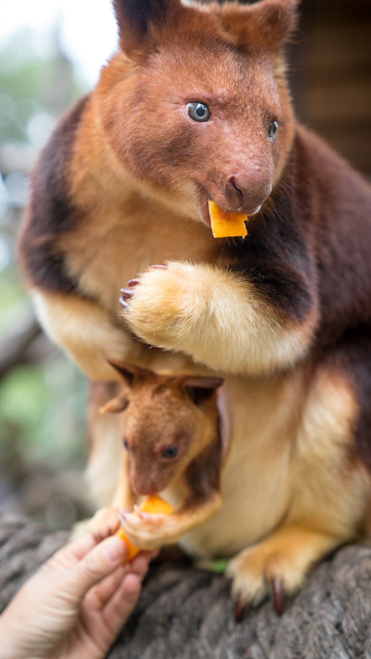 Meet Chimbu, the blue-eyed, bear-eared tree kangaroo. Your cuppa can help save his species