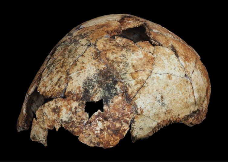 homo erectus fossil