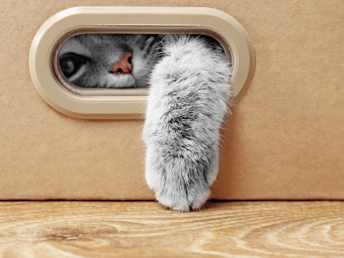 Can Cats Really Get Or Pass On Covid 19 As A Report From Belgium