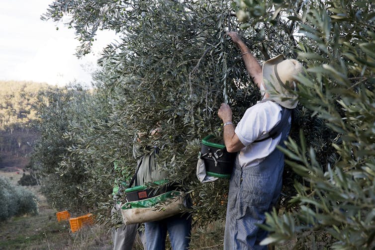 Why closing our borders to foreign workers could see fruit and vegetable prices spike