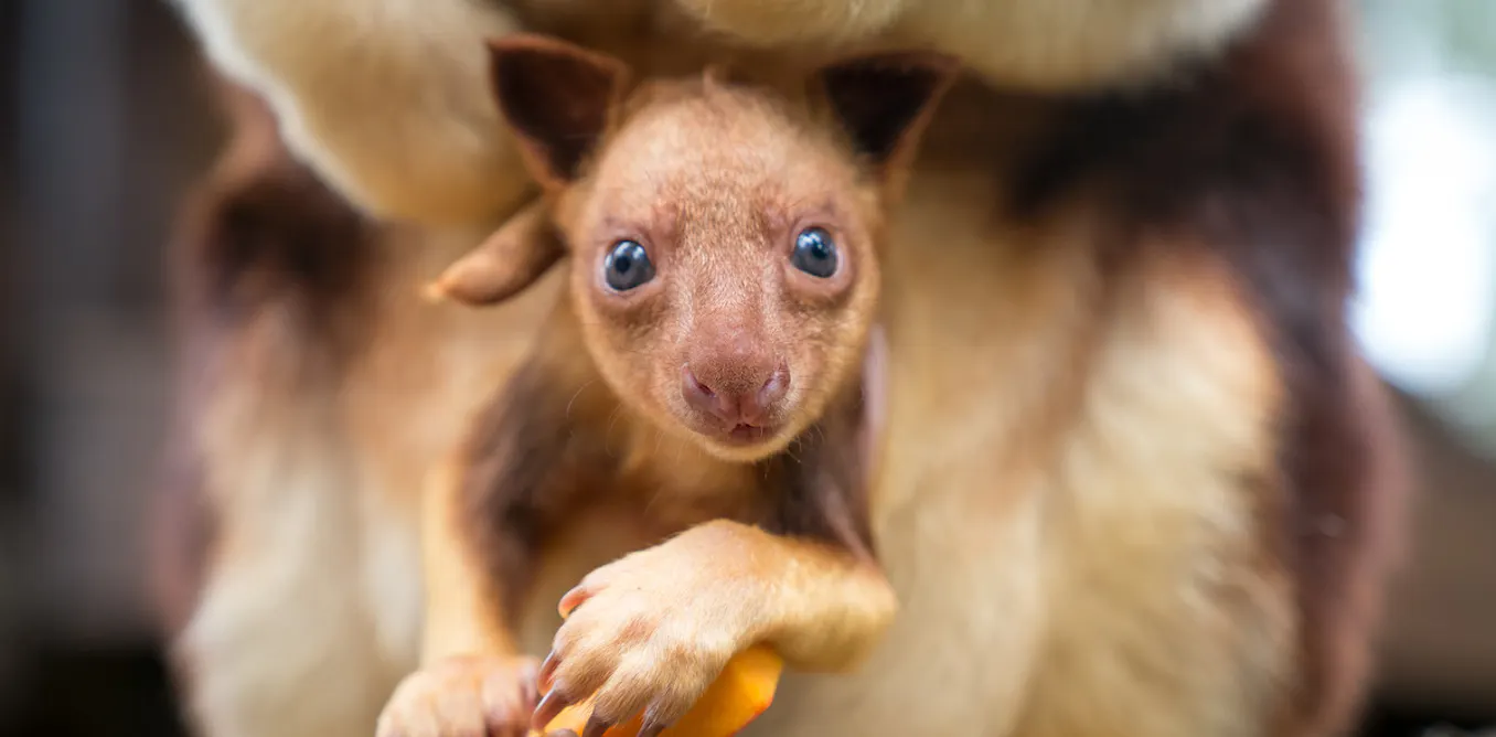 Baby Tree Roo Newborn Tree Kangaroo