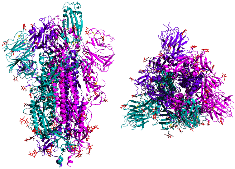 What the coronavirus does to your body that makes it so deadly