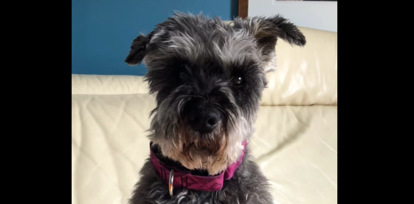 Vaccine Will Protect You From The Global Pandemic And Could Save Your Child 2