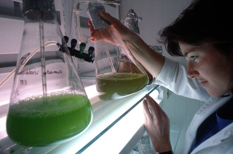 9 reasons we should be eating microalgae