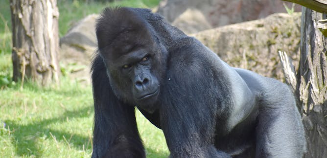 Great apes – News, Research and Analysis – The Conversation – page 1