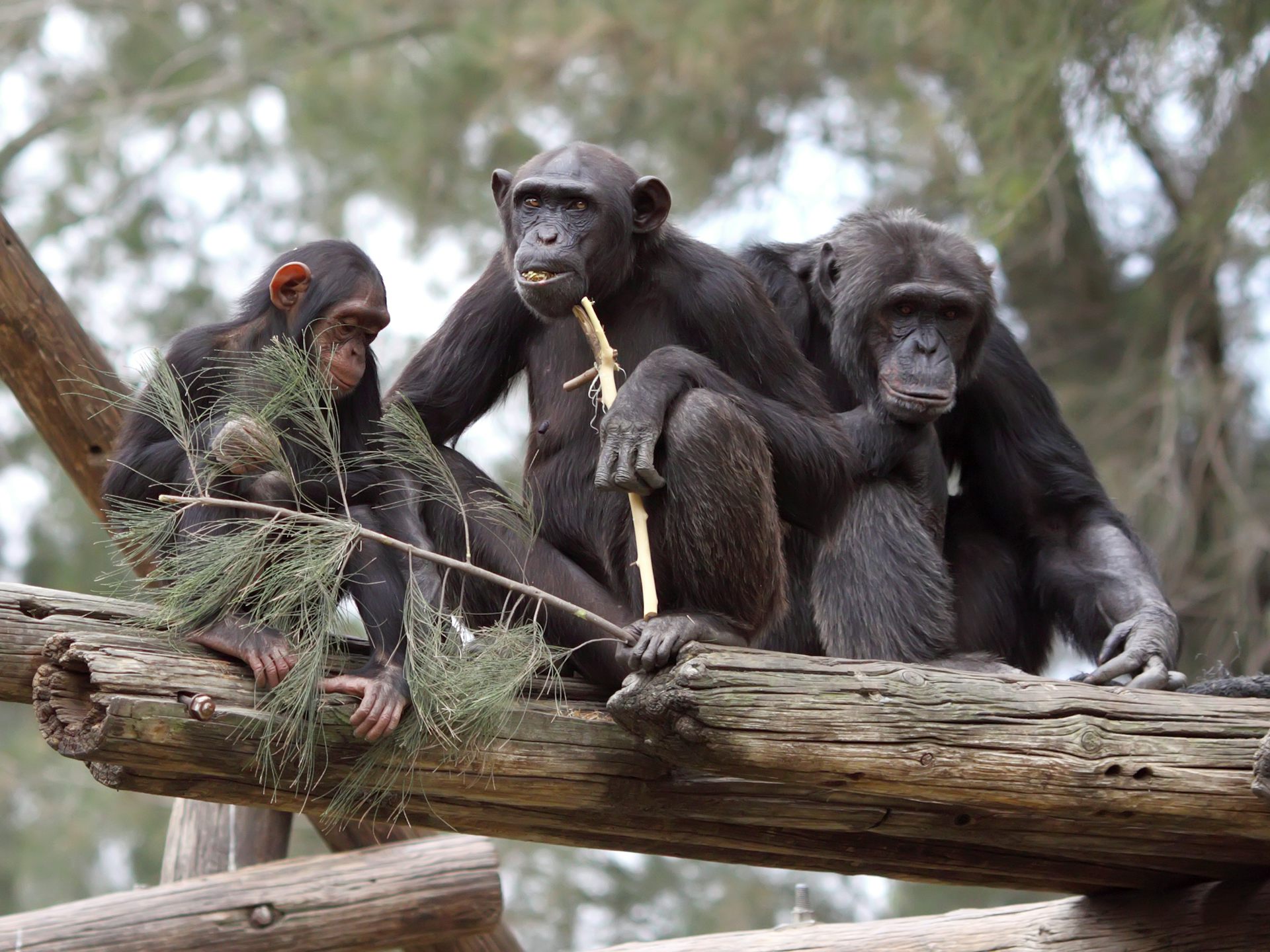 How zoos must change to keep great apes safe from coronavirus