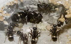 Social distancing works – just ask lobsters, ants and vampire bats