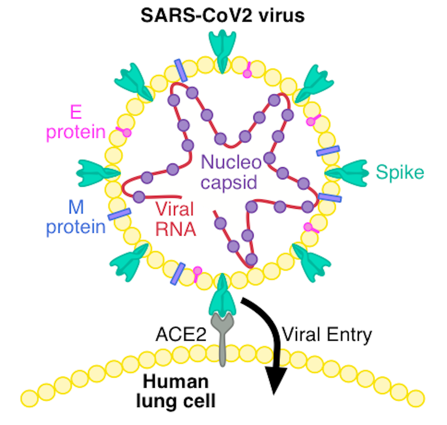Virus making. Coronavirus Spike Protein Binder Design игра.